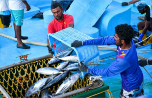ޒުވާނުން މަސްވެރިކަމަށް ނެރުމަށް ހާއްސަ ތަމްރީން ޕްރޮގްރާމެއް، މިހާރު ބައިވެރިވެވޭނެ