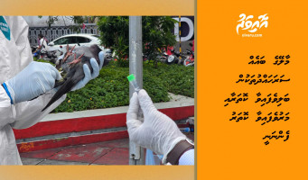 މާލޭގެ ބައެއް ސަރަހައްދުތަކުން ބަލިވެފައިވާ ކޮތަރާއި މަރުވެފައިވާ ކޮތަރު ފެންނަނީ